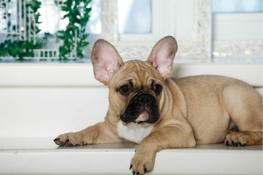 Французские клички французского бульдога: как назвать собаку – мальчика или девочку, какие есть варианты со смыслом и имена для щенков кобелей и женских особей?