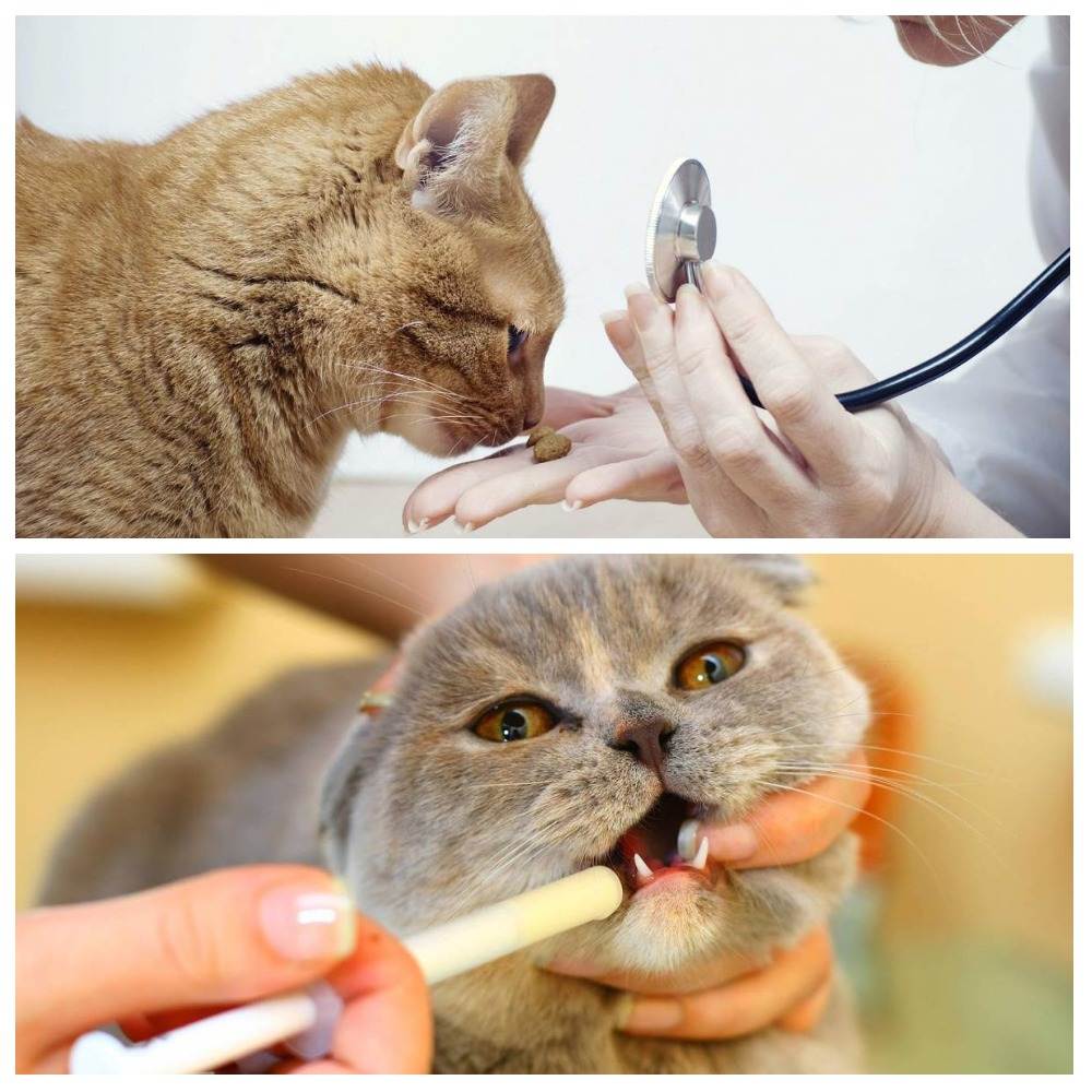 Глистогонное для кошек: симптомы, последствия и способы лечения | ваши питомцы
