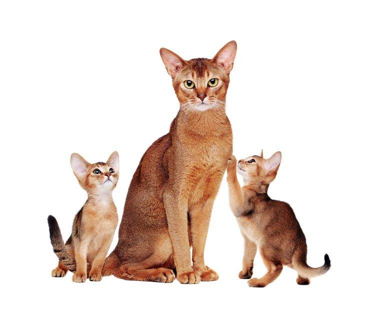Абиссинская кошка - характер и воспитание - твой питомец