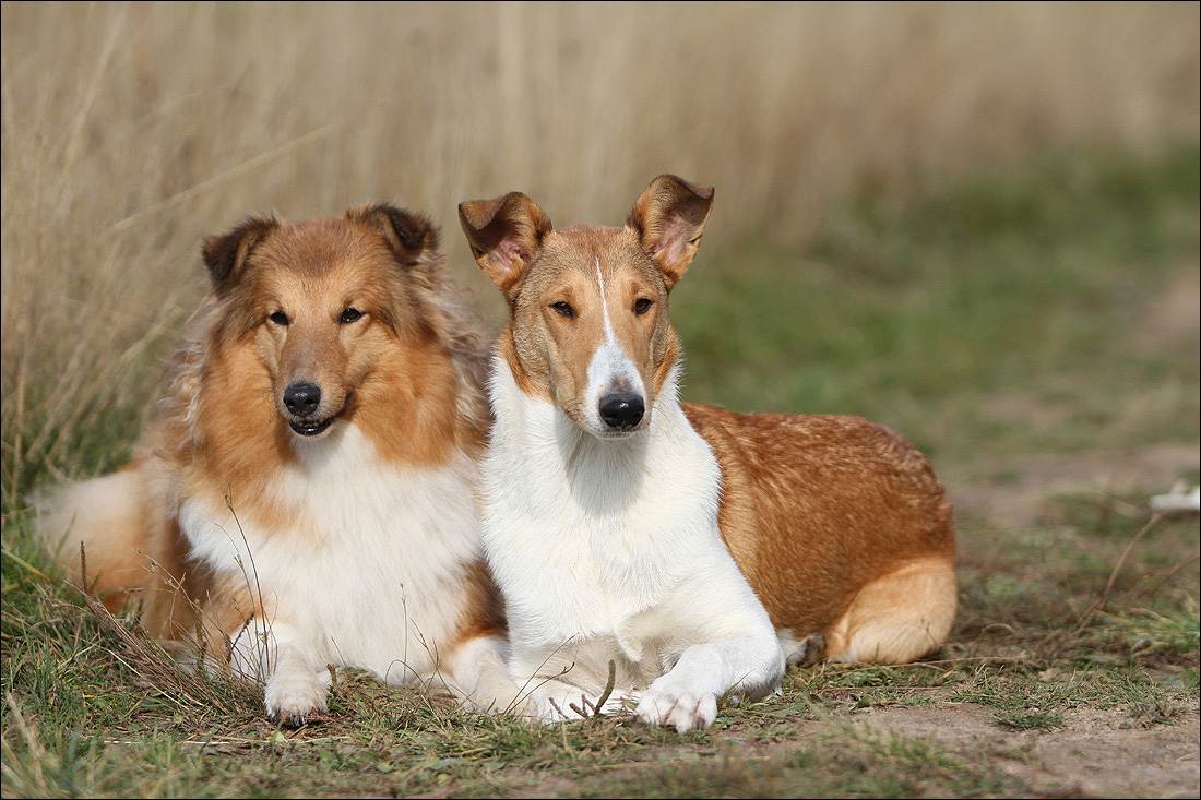 Колли собака - 80 фото самой роскошной длинношерстной овчарки