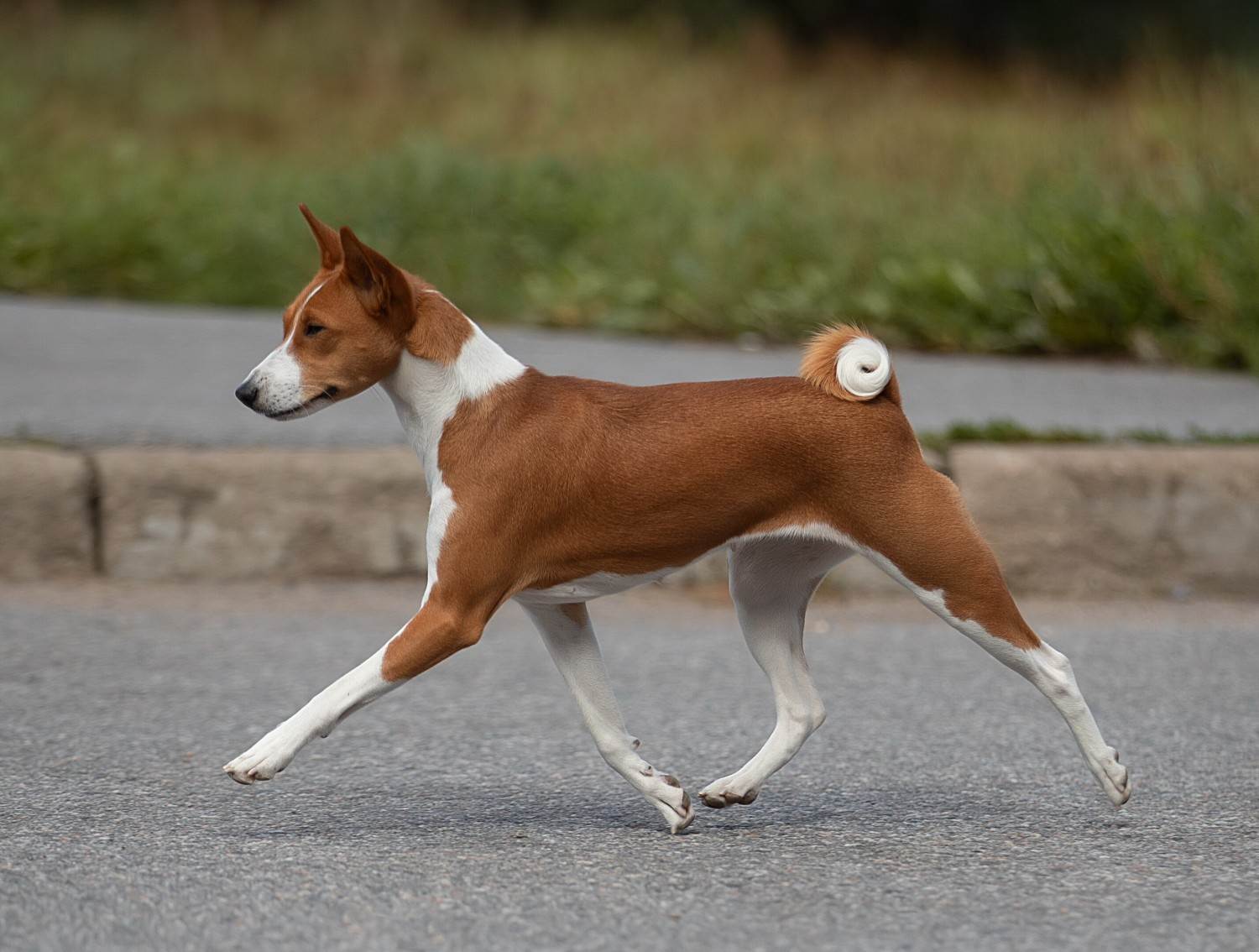 Обзор породы собак басенджи (африканская нелающая собака), фото и отзывы