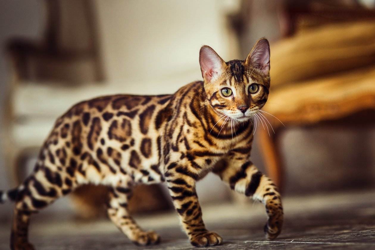 Леопард в миниатюре: особенности содержания бенгальской кошки