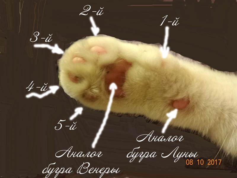 Сколько у кошек пальцев: норма и полидактилия :: syl.ru