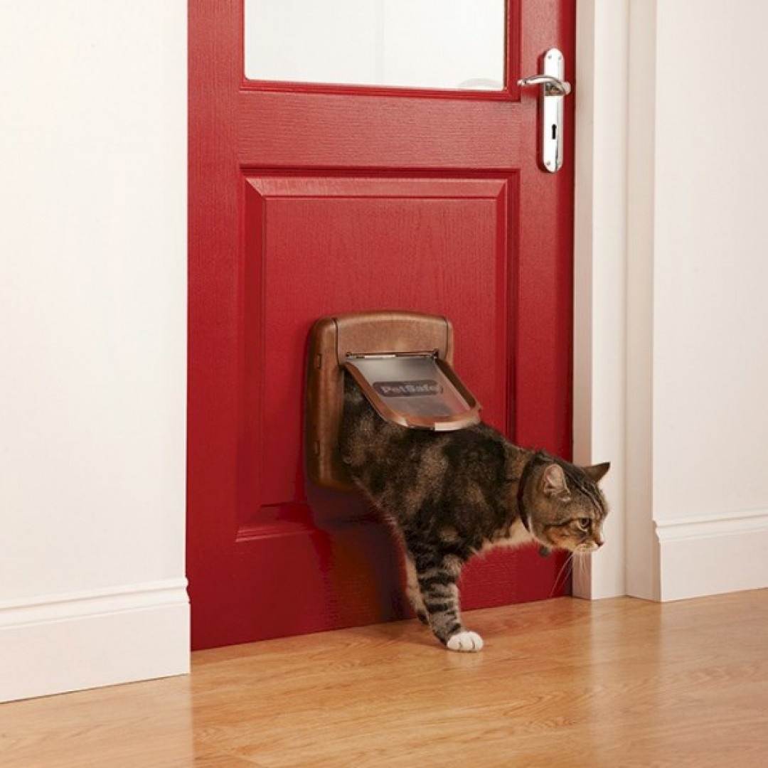 Дверь для кошки: своими руками или готовый вариант? | ваши питомцы