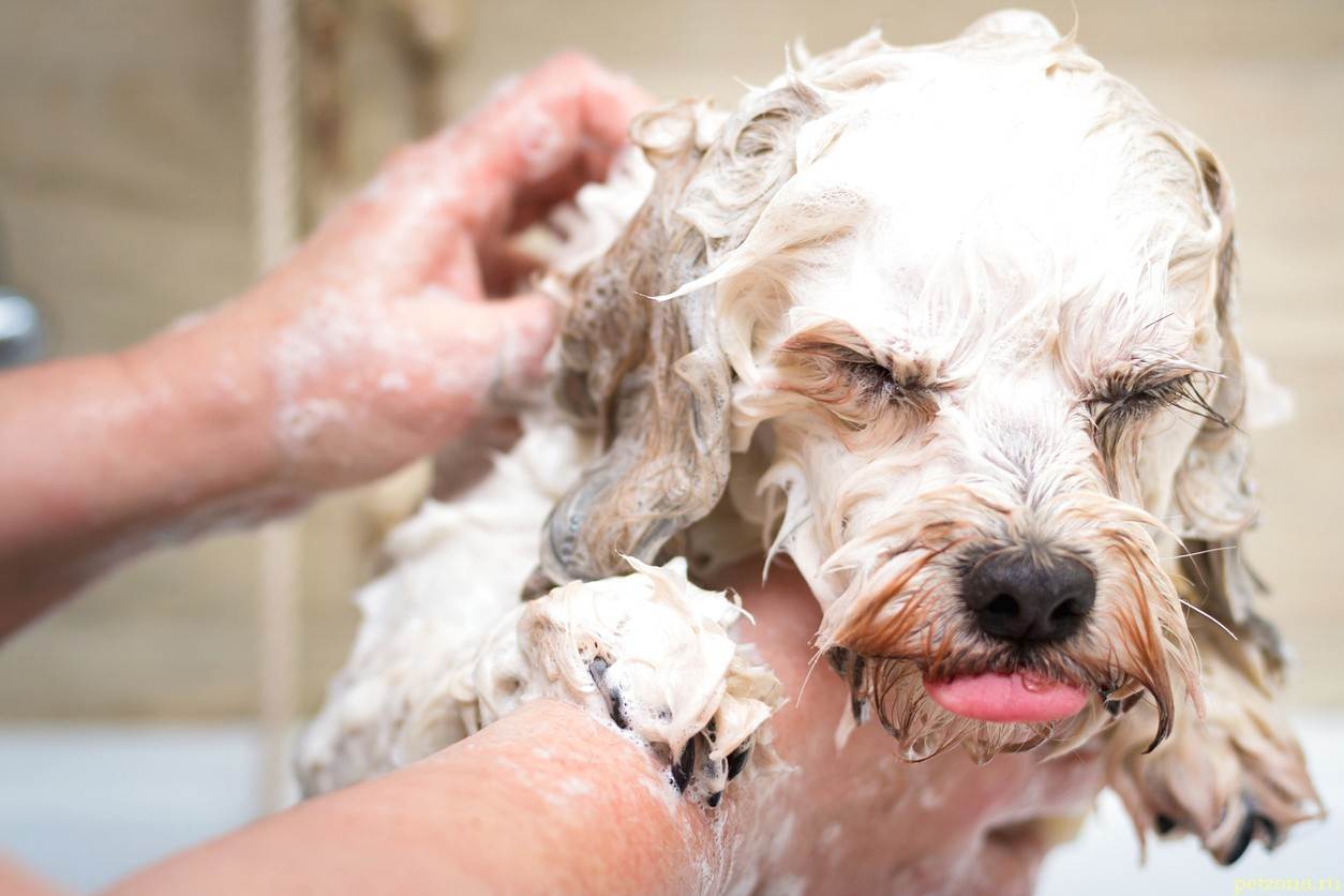 Как соблюдать оптимальный график мытья собаки? | блог ветклиники "беланта"