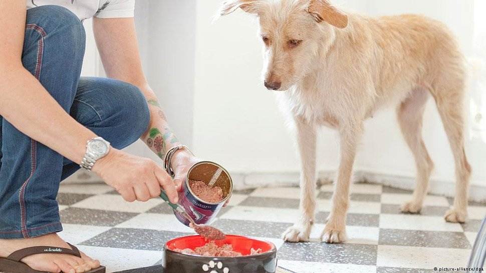 Собака закапывает еду – почему и что делать хозяину