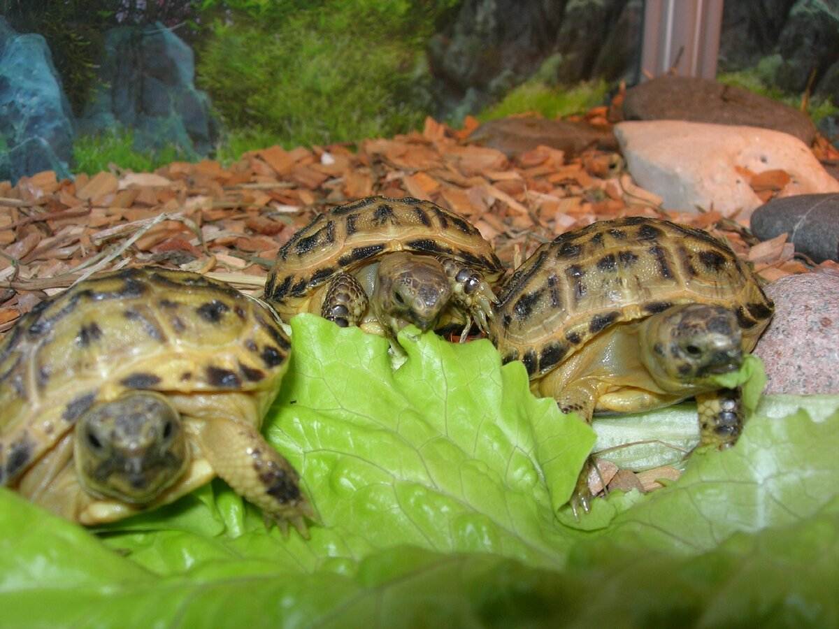 Условия содержания сухопутной черепахи дома: уход за сухопутной черепахой в домашних условиях