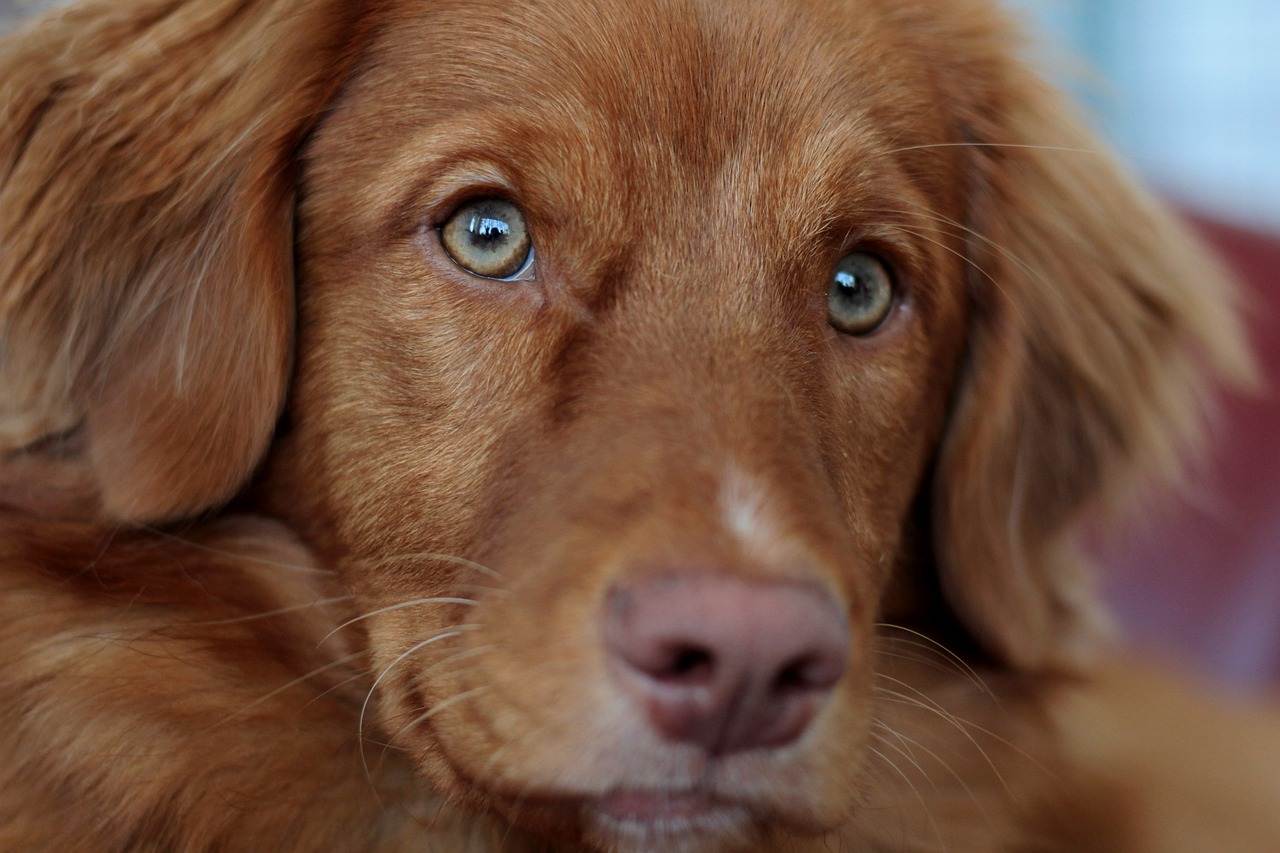 Новошотландский ретривер: собака толлер — описание породы