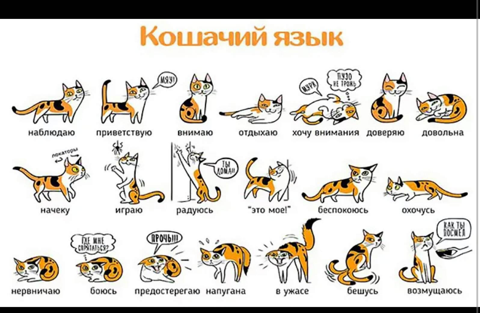 Как изучить кошачий язык