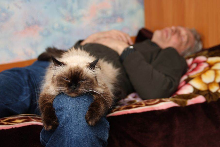 5 причин, почему кошка спит с человеком и о чем это говорит