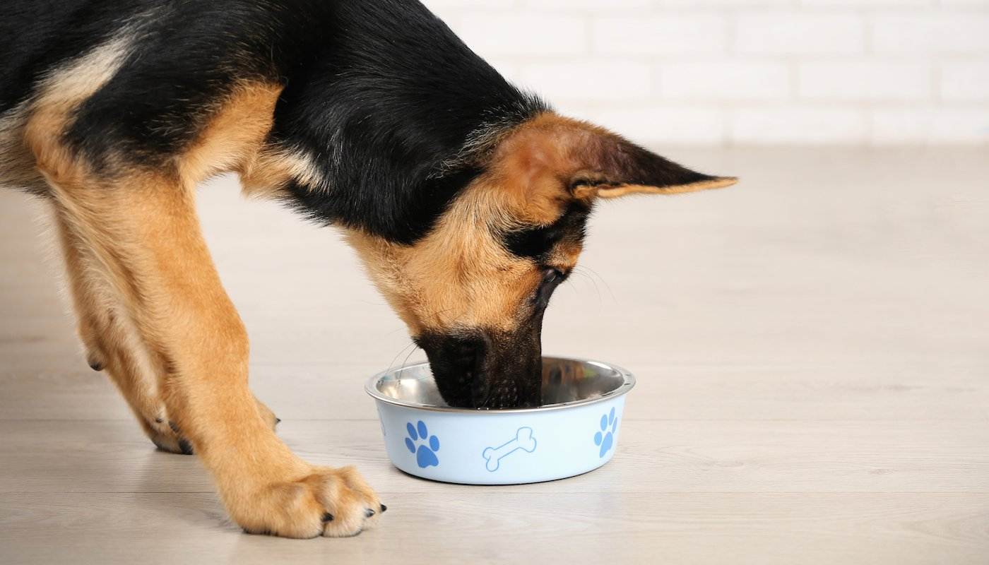 Эти 12 ошибок при кормлении собаки нельзя допускать