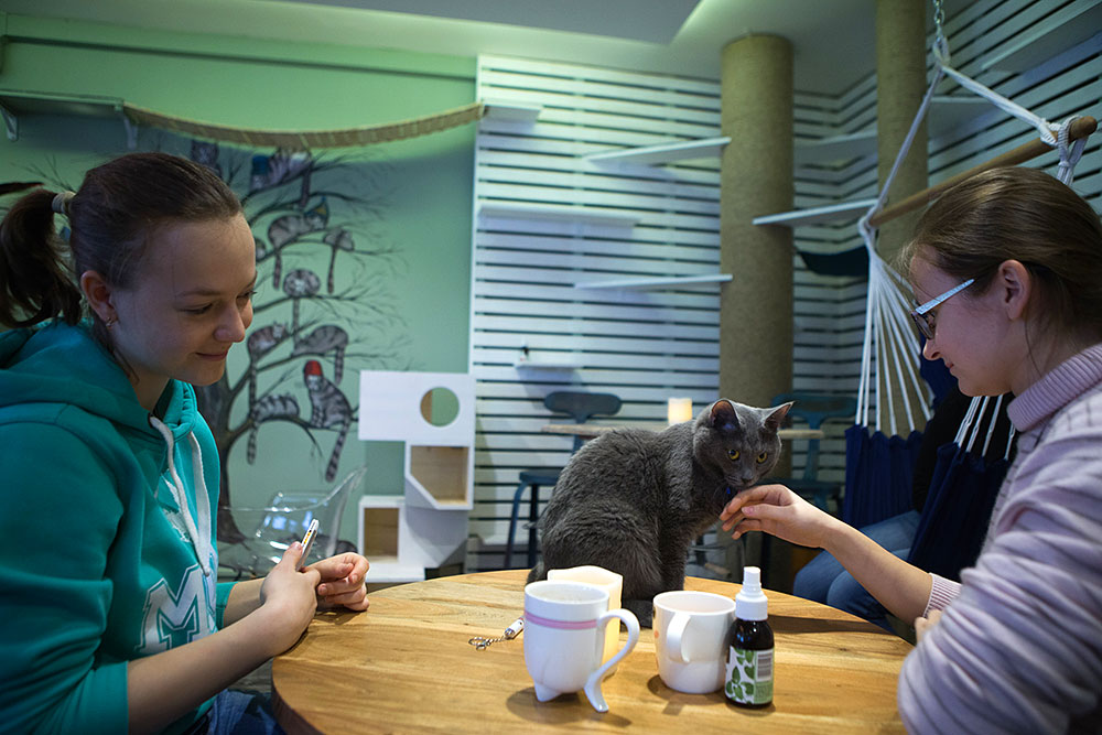 Кафе с кошками в москве и санкт-петербурге: адреса