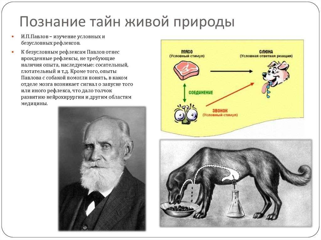 Собаки павлова. психология. люди, концепции, эксперименты