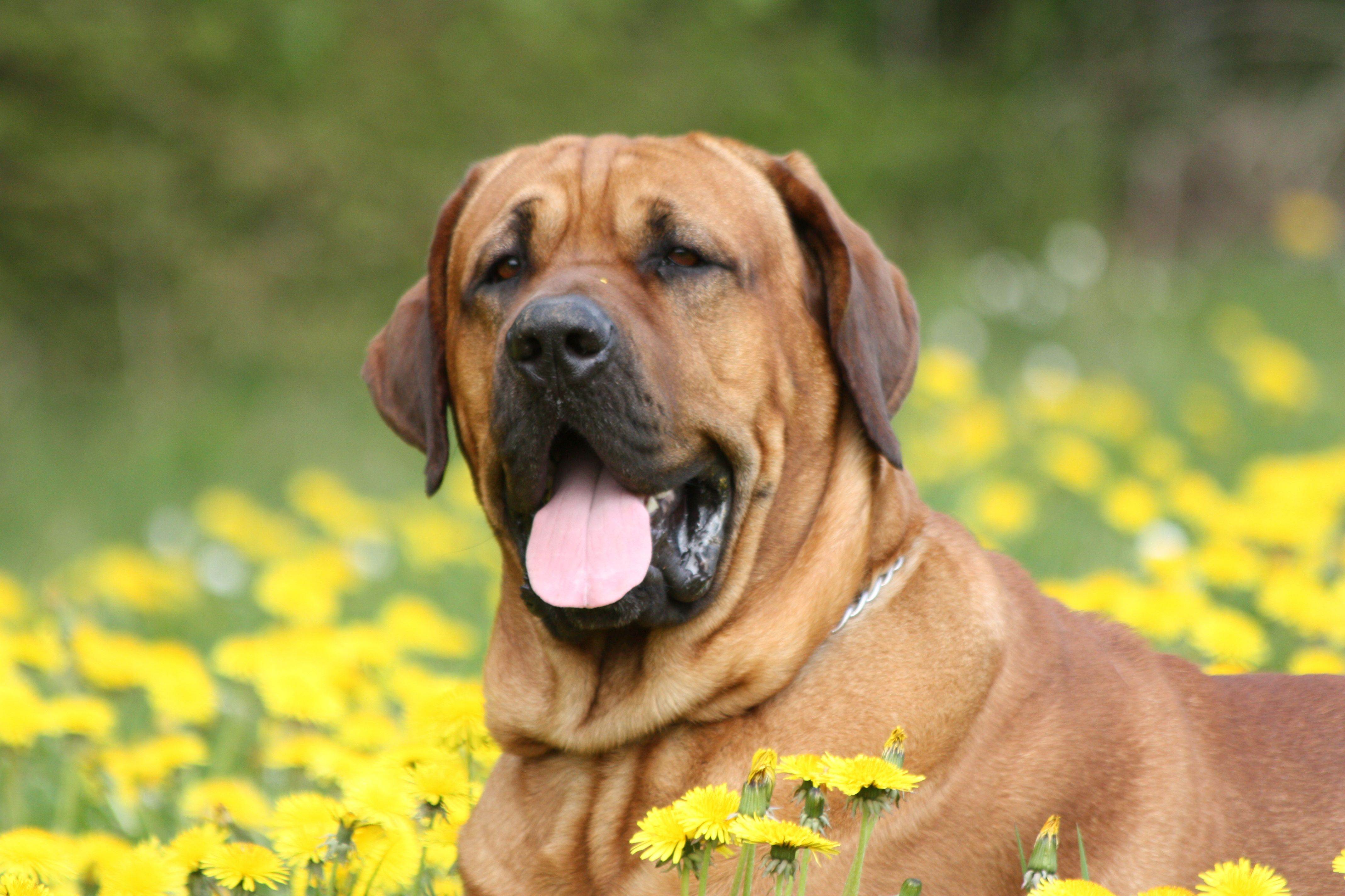 Брохольмер: стандарт породы, особенности ухода и содержания датской собаки, полезные советы и фото