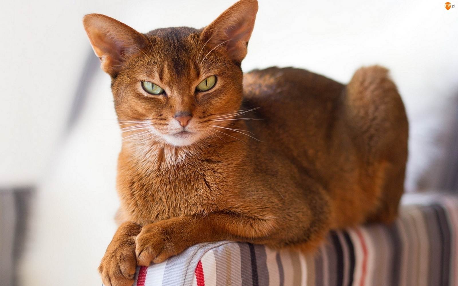 Самые ласковые породы кошек: какая порода кошек самая спокойная и ласковая?