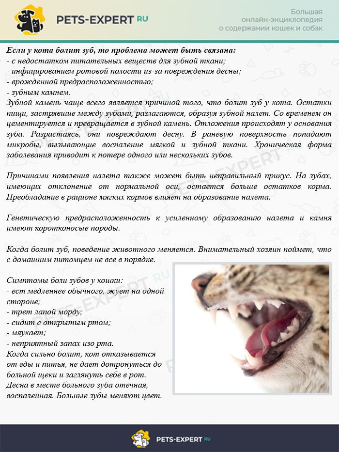 Зубной камень у кошек – признаки и способы лечения | ваши питомцы