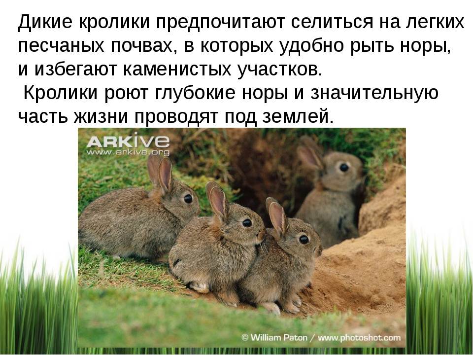 Дикий (европейский) кролик: описание и характеристики - домашние наши друзья