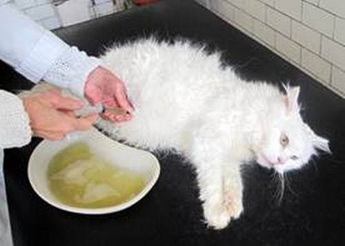 Асцит у кошек — описание лучших способов лечения водянки для взрослых кошек и котят