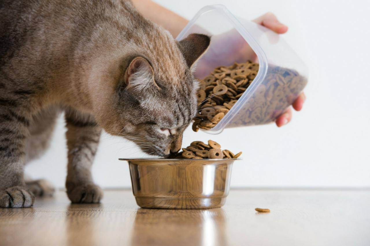 Как приучить взрослую кошку к сухому корму: быстро и просто | ваши питомцы