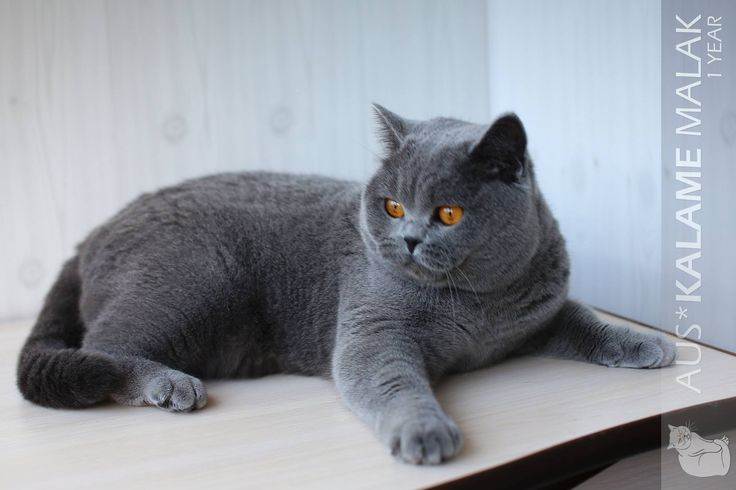 Клички для британских котов и кошек: как назвать британца девочку или мальчика, описание породы | medeponim.ru