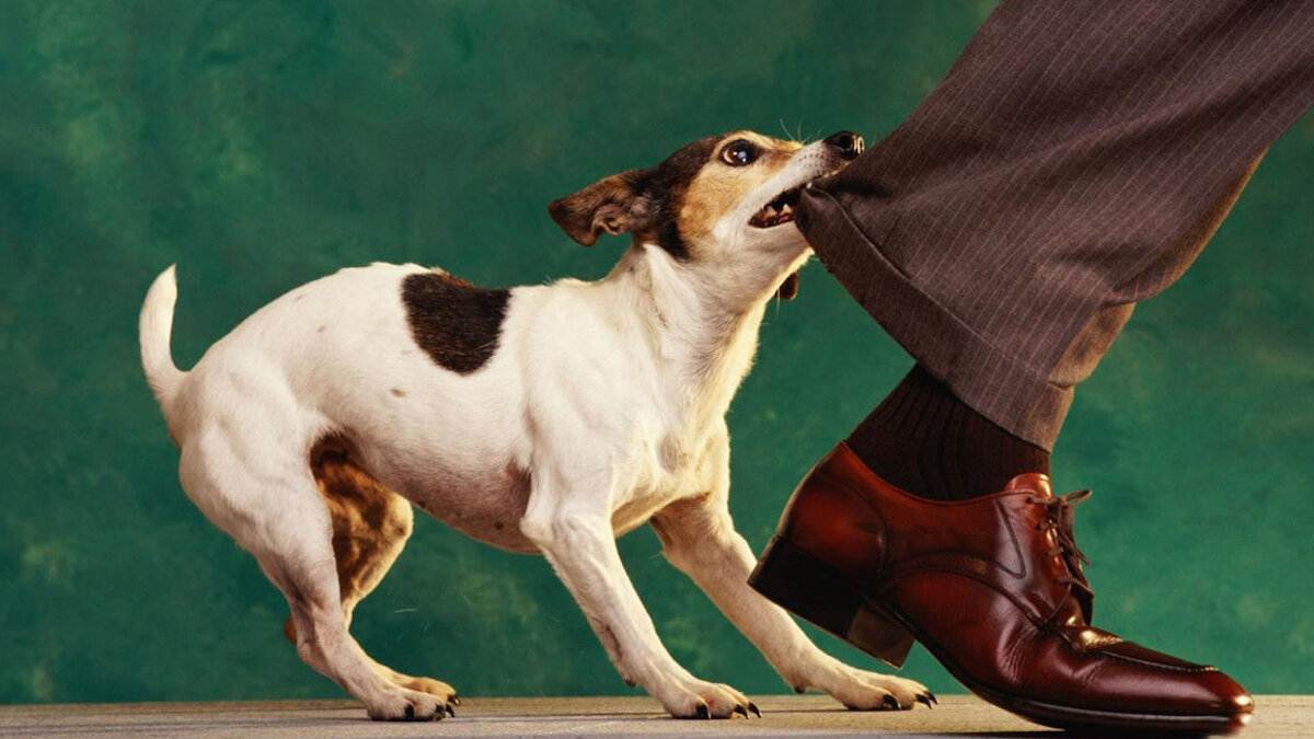 Как отучить собаку лаять без повода: советы кинолога