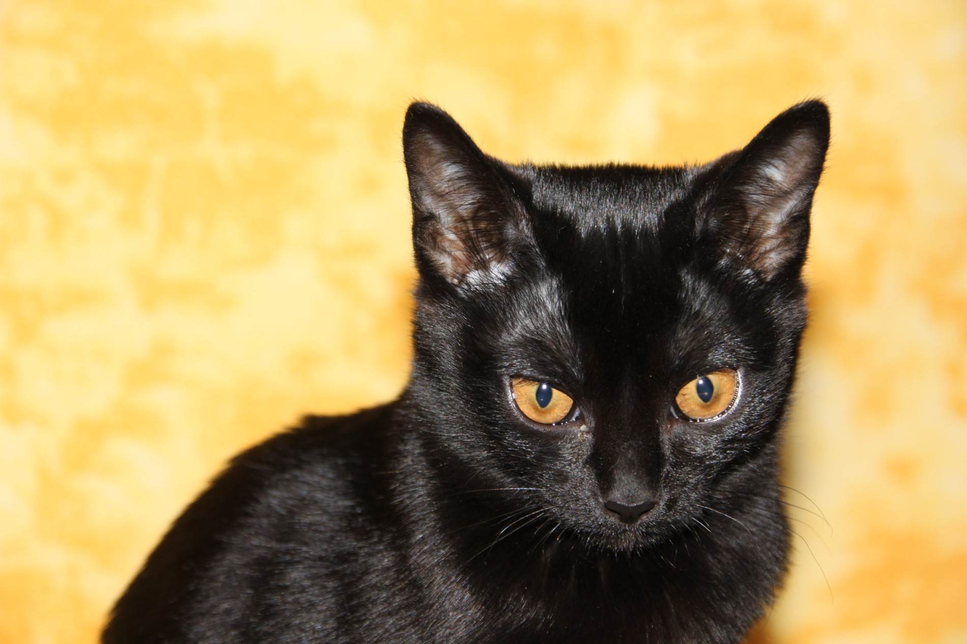 Черная кошка бывает. Бомбейская кошка. Бомбейская черная кошка. Порода кошек Бомбейская кошка. Чёрная кошка порода Бомбейская.