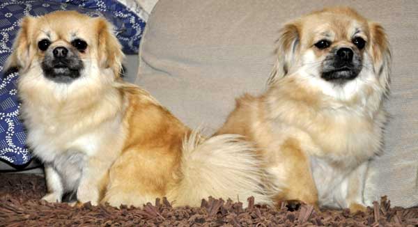 Тибетский спаниель: фото и описание породы собак
тибетский спаниель: фото и описание породы собак
