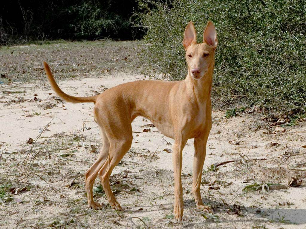 Описание породы собак чирнеко дель этна: характер, уход, предназначение