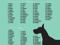 Японские имена для собак девочек с переводом: клички для американской акиты мальчиков