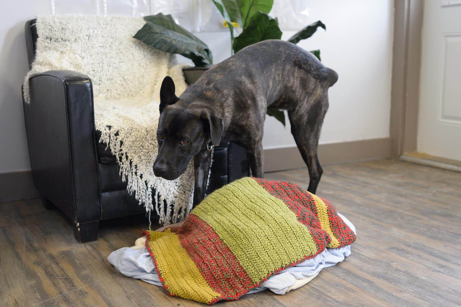 Что делать если собака грызет все подряд в квартире: причины такого поведения