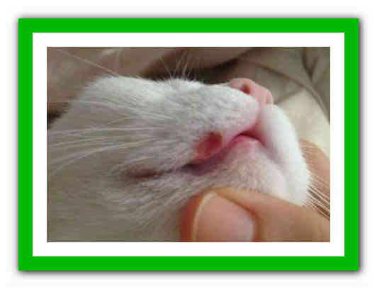 У кота на губе болячка: лечение, симптомы, диагностика