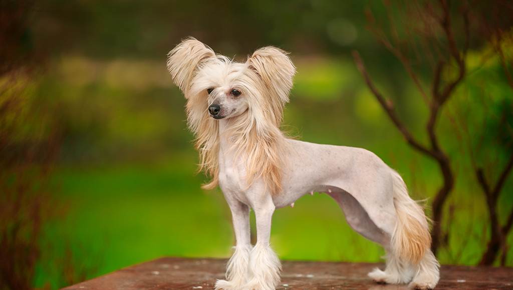 Нелиняющие собаки: у какой породы волосы вместо шерсти и не пахнет псиной