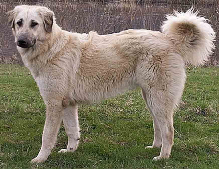 Турецкий акбаш (анатолийская овчарка): фото и описание породы собак