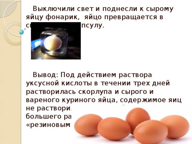 Можно ли собакам давать яйца: в сыром и вареном виде, куриные и перепелиные