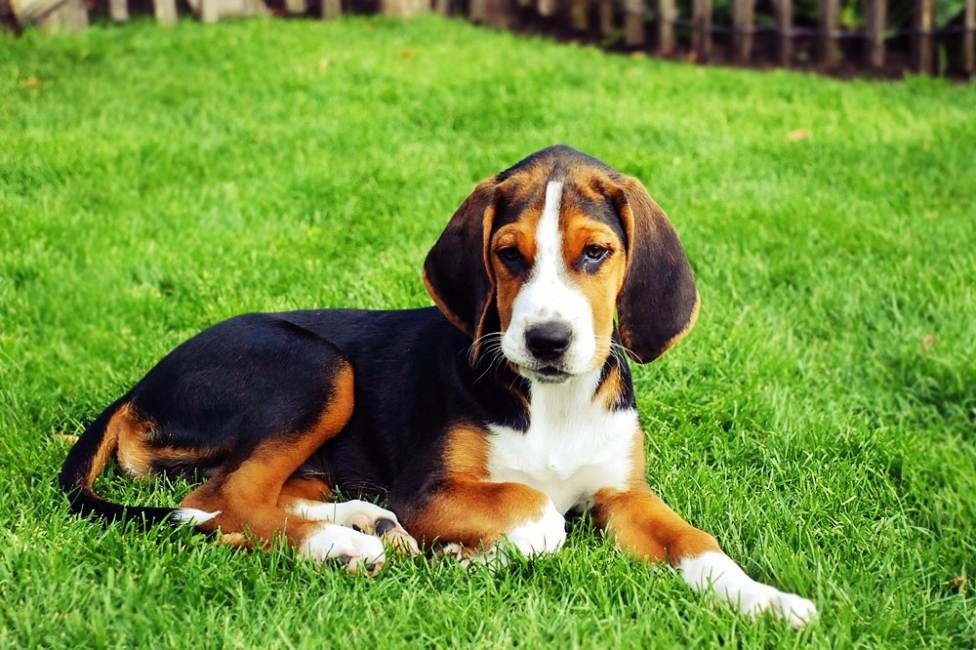 17 лучших собак для охраны частного дома: породы средних, маленьких и больших размеров