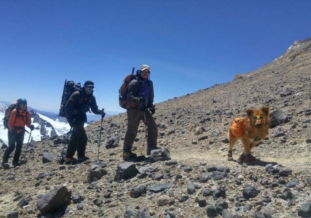 Какие собаки помогают спасать альпинистов: порода, название