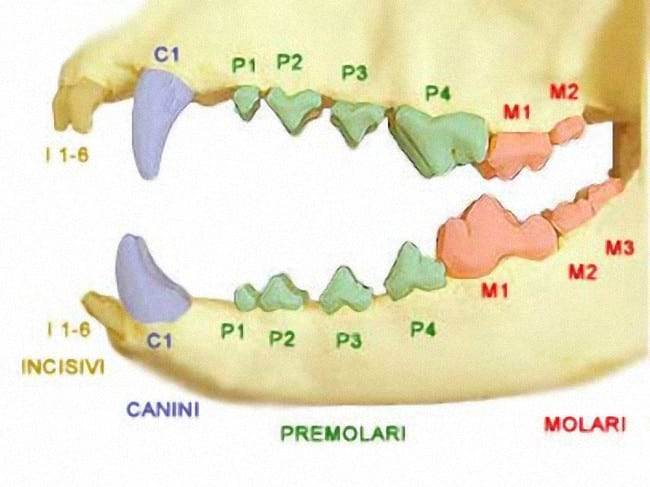 Сколько зубов у взрослых собак: зубная формула и схема расположения