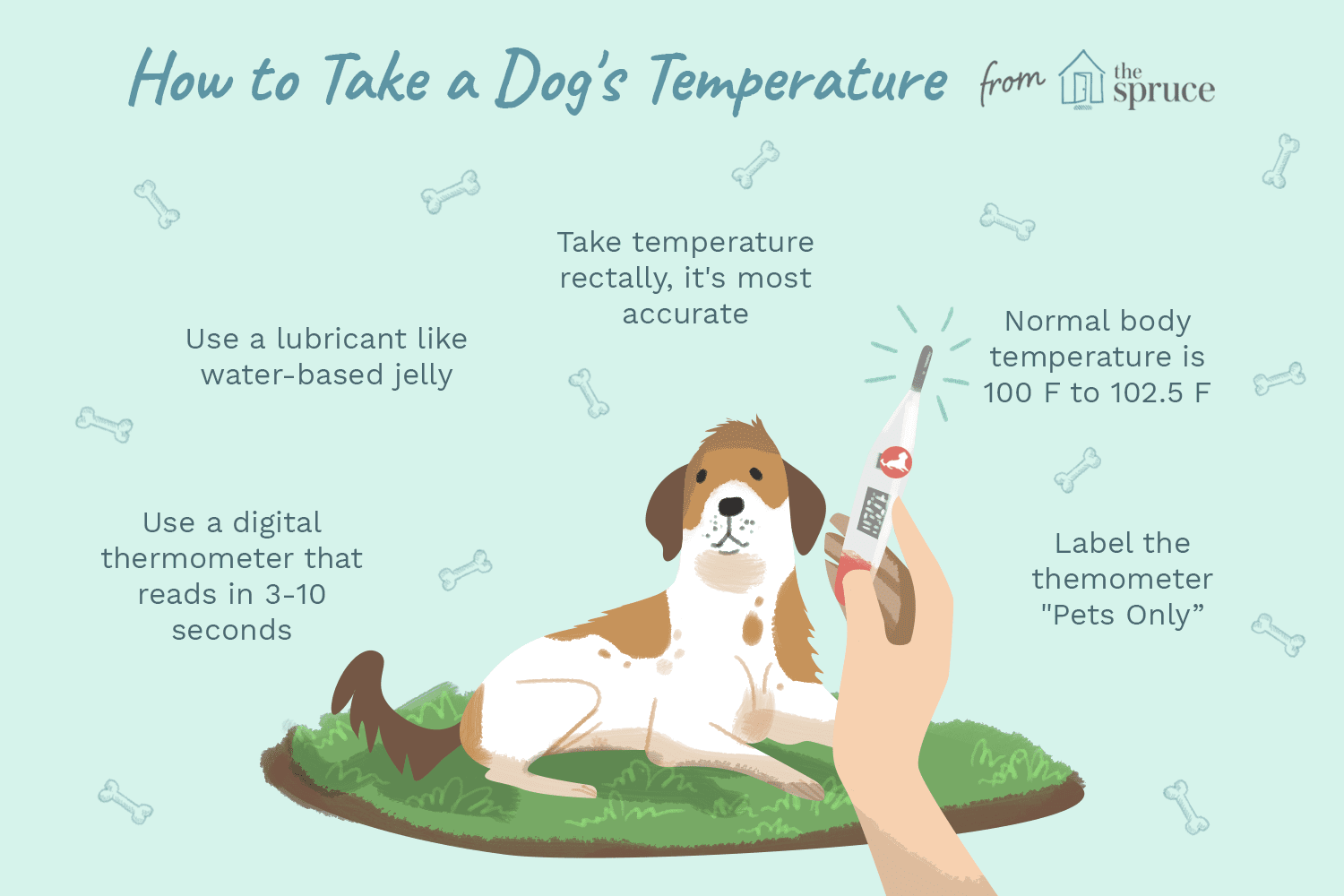 Как измерить температуру у собаки в домашних условиях