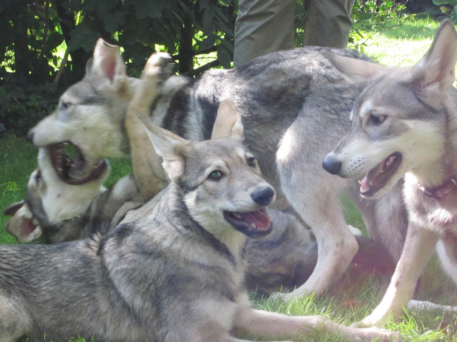 Волчья собака сарлоса: описание, характер, фото | все о собаках