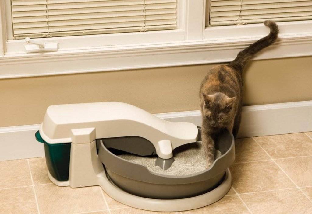 Автоматический туалет для кошек: как питомцы привыкают к технологичным лоткам // нтв.ru