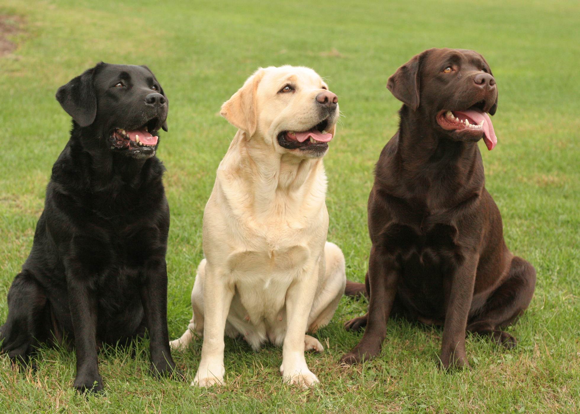 Лабрадор: характеристика и описание породы, отзывы владельцев и цена щенка