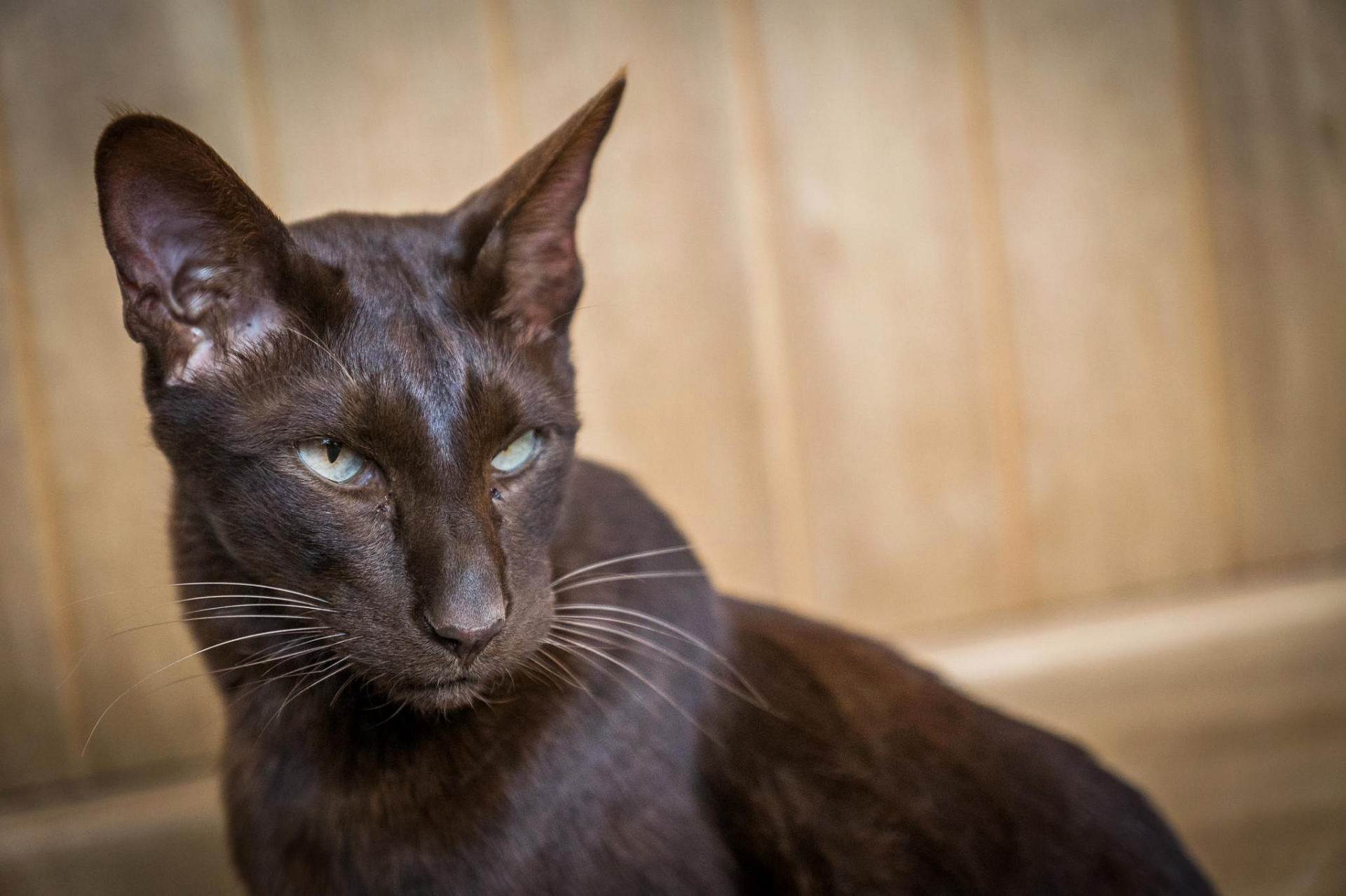 Гавана браун кошка: описание породы и характера