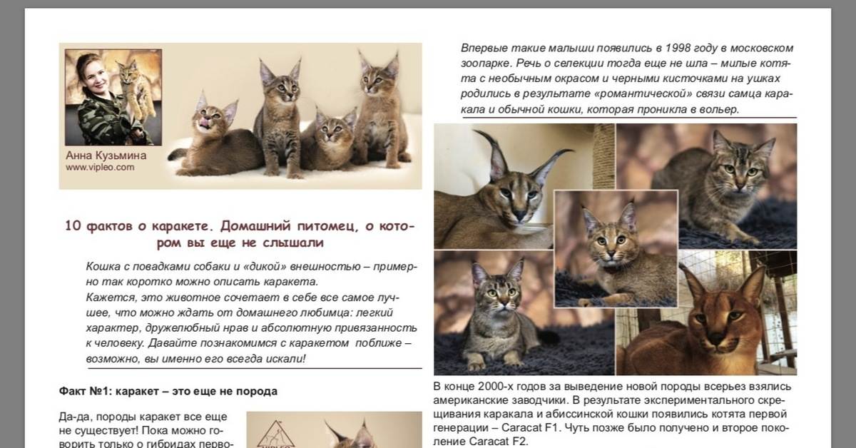 Кошки, похожие на рысь: фото и список пород