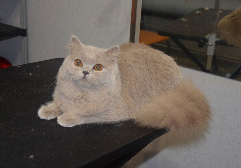 Груминг британских кошек: ряд особенностей стрижки обусловленных признаками породы