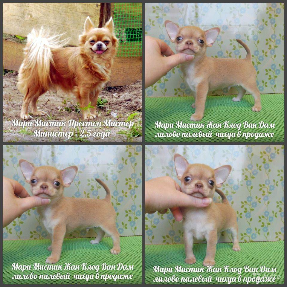 Все о мини чихуахуа: фото щенков и взрослых короткошерстных собак, описание породы и отзывы владельцев