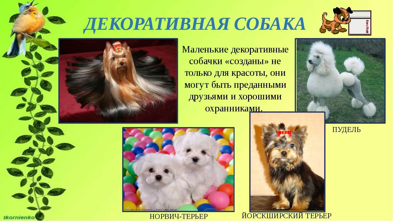 Самые маленькие породы собак: описание карликовых питомцев, видео о том, какие бывают виды, карманные собачки с фото и названиями