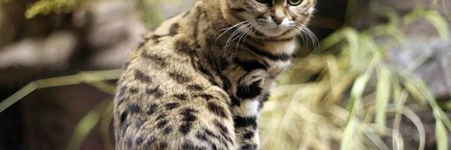 Черноногая кошка
