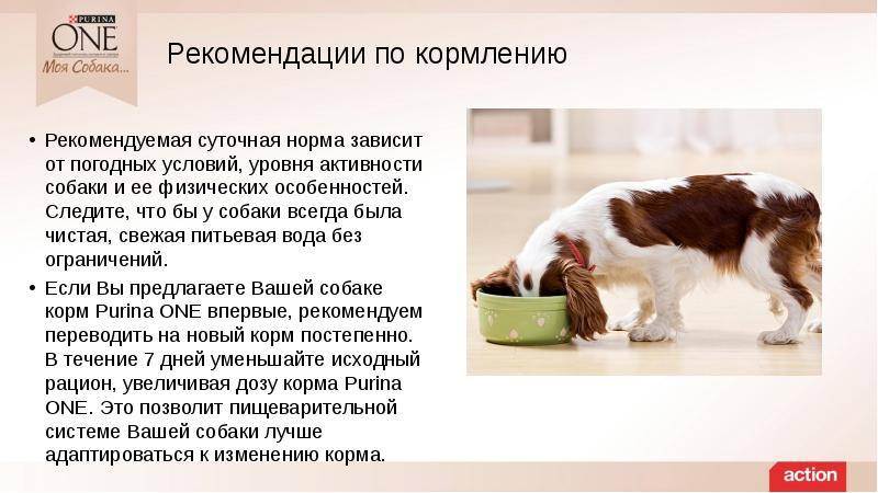 Можно ли давать собаке молоко, и в каком виде? - kupipet.ru