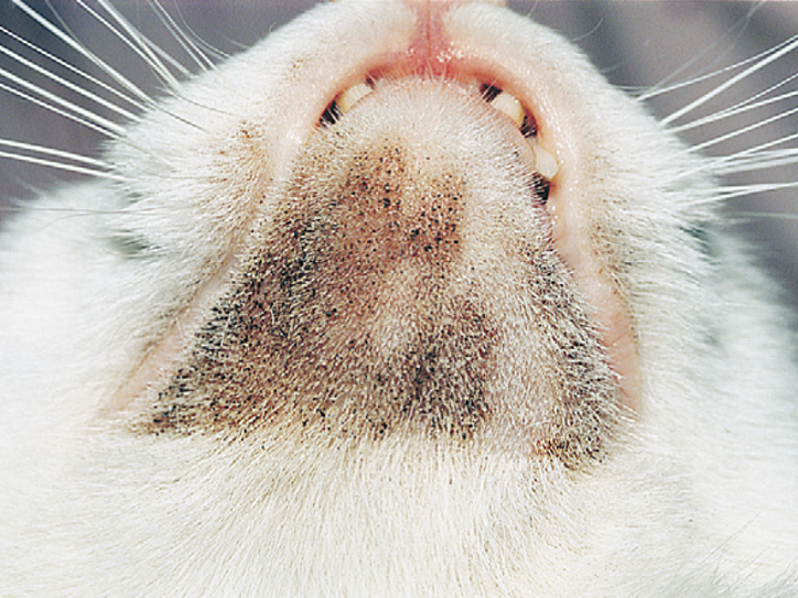 Акне у кошек на подбородке и других частях тела: причины появления черных точек у кошек, характерные признаки, методы лечения и профилактики
