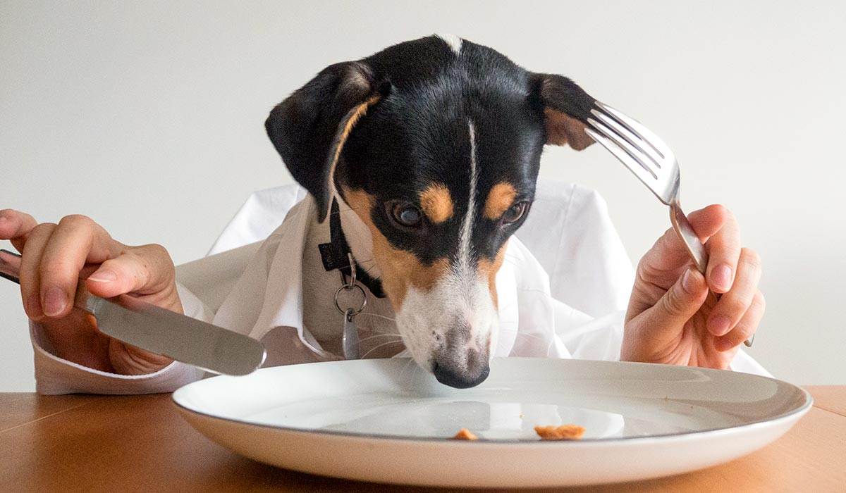 Собака не ест и отказывается от еды (вялая или активная) - причины и что делать 2022